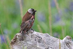 Gray-crowned Rosy-Finch